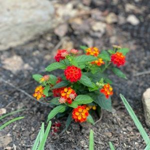 Meet your Posher, Evelyn